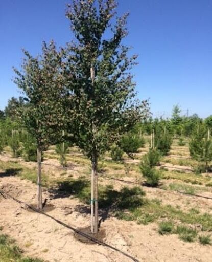 Katsura Tree Profile by Kuenzi Turf & Nursery