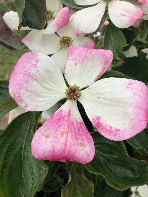 Venus® Dogwood Tree Profile by Kuenzi Turf & Nursery