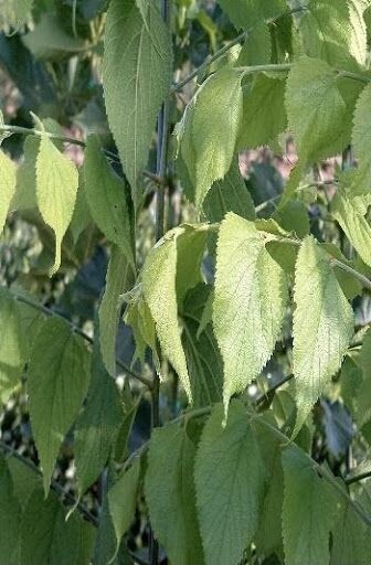 Common Hackberry Tree Profile by Kuenzi Turf & Nursery