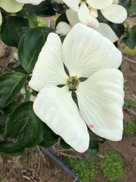Venus® Dogwood Tree Profile by Kuenzi Turf & Nursery Venus® Dogwood Tree Profile by Kuenzi Turf & Nursery