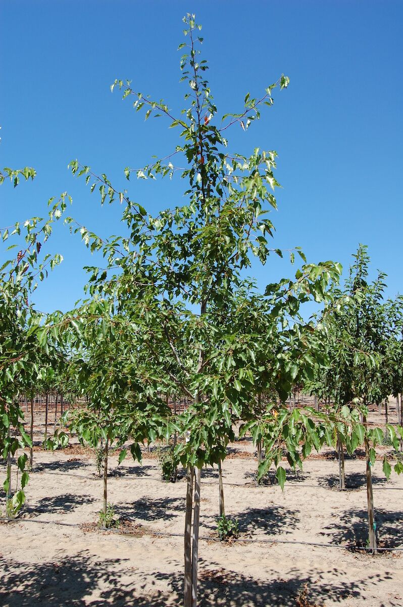 Pyrus calleryana 'Aristocrat' or Aristocrat® Flowering Pear tree with green leaves.